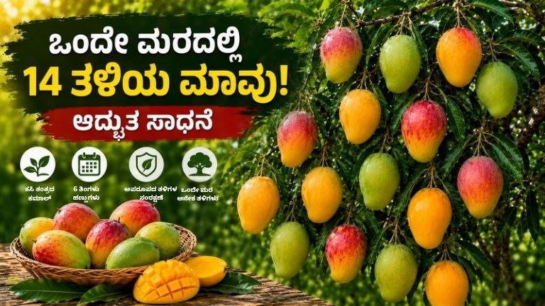 14 ತಳಿಯ ಮಾವು
